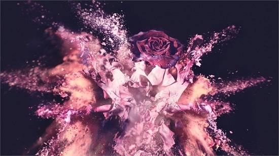 Rose per Lacome