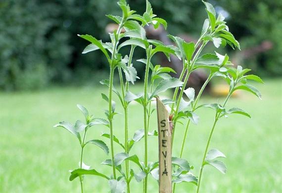 Stevia: un dolcificante tutto da scoprire